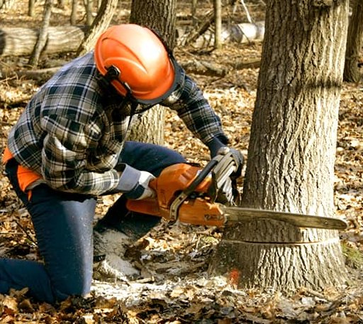 Tree Removal in Brady, MT